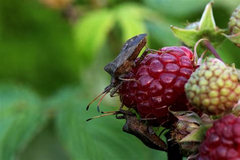 What to Do About Pests that Can Harm Your Raspberry Plants - Food ...