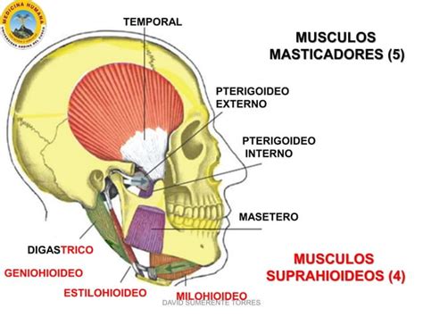 Articulación Temporomandibular Y Músculos Masticadores Ppt