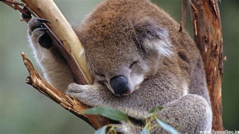 Cute Baby Koala Wallpapers Top Free Cute Baby Koala Backgrounds