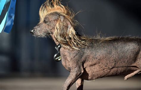 ¿felicidades Este Es El Perro Más Feo Del Mundo