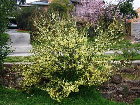 Myrtle Wattle Acacia Myrtifolia In My Garden Australian Native