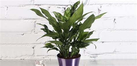Please contact the restaurant directly. How to Care for House Plants | Frankie Flowers - Grow, Eat ...
