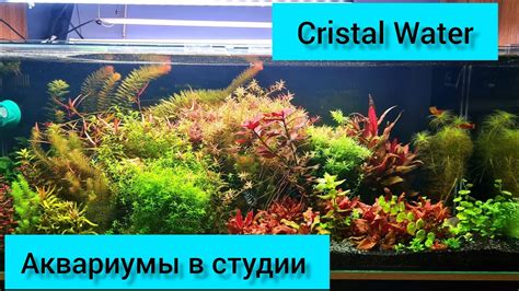 Обзор аквариумов в студии Cristal Water/ Живые растения - YouTube