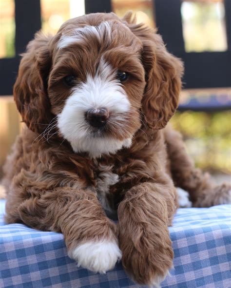 Florida australian labradoodles in orlando fl we have 20 yrs & breed all sizes and colors, our doodles live all over u.s. Blog Archives About Australian Labradoodles | Mountain ...