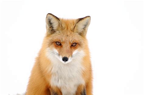 Renard Roux Red Fox Rolland Gelly Flickr