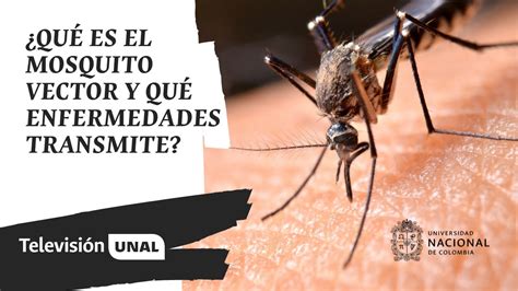 ¿qué es el mosquito vector y qué enfermedades transmite periódicounal youtube