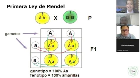 3ro Bgu A Y B Leyes De Mendel Youtube