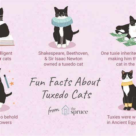 Are Tuxedo Cats Smarter Than Other Cats