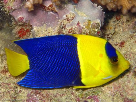 Blue And Yellow Angelfish Saltwater Aquarium Fish Sea Fish Beautiful Fish