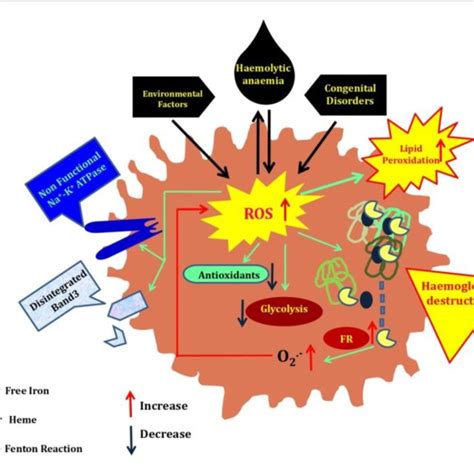 Different Modes Of Oxidative Stress Induced Harmful Effects In Rbc