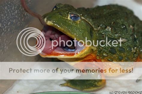 Pixie Frog Pets In Photography On Forums