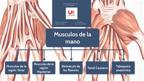 Musculos De La Mano By Juan Zalamea On Prezi