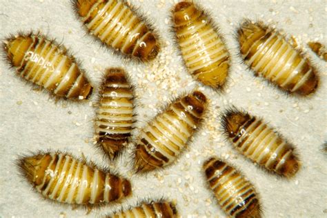 Varied Carpet Beetle Larvae Pictures Review Home Co