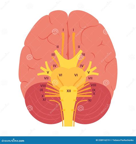 Cranial Nerves Diagram Stock Vector Illustration Of Internal 228916219