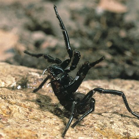 Australian Spider Eating Snake