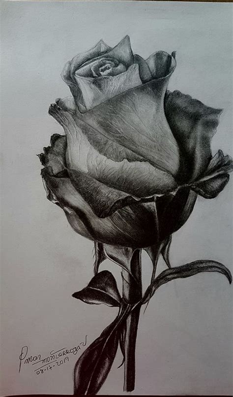 Realistic Flower Drawing Flower Drawing Tutorials Rose Drawing