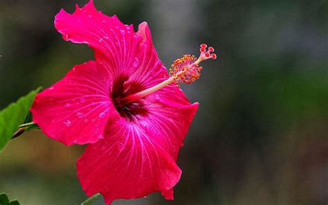 Pictures Of Red Hibiscus Flowers Wallpaper Pink Hibiscus Flower