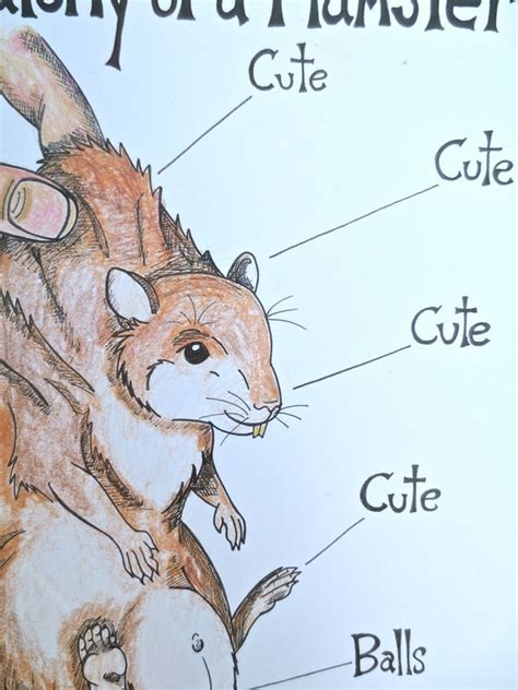 Anatomy Of A Hamster Art Print Hamster Artwork By Chupacabracrafts