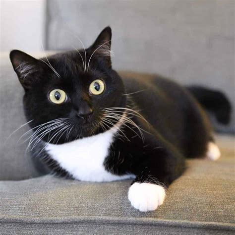Tuxedo Cat Information And Personality Nola And Luna Pets