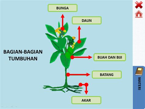 Bunga Adalah Alat Titik Titik Pada Tumbuhan Bunga Tumbuhan Sempurna