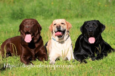 4 how to diagnose lymphoma. What You Should Know About Canine Lymphoma Symptoms ...