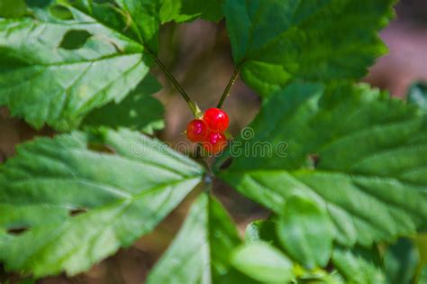 Bramble Berry Bush With Black Ripe Berries Closeup The Concept Of