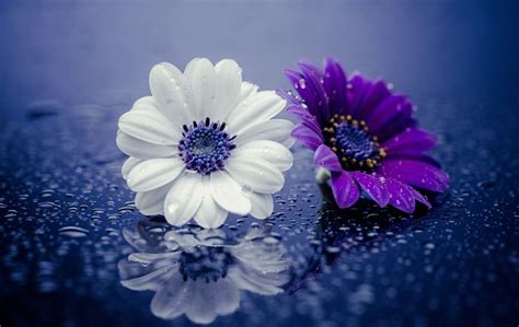 Purple Flower White Background 41 Images