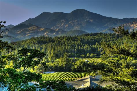 Pine Mountain In The Back Of A Vineyard Landscape At Calistoga Napa