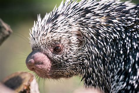 Prehensile Tail Porcupine Closeup Profile Eric Kilby Flickr