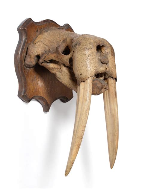 A Fine Example Of A Walrus Skull Obobenus Rosmarus Circa Late 19th