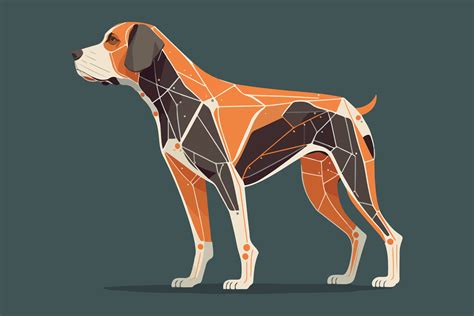 Dog Anatomy Vector Illustration Graphic By Breakingdots · Creative Fabrica