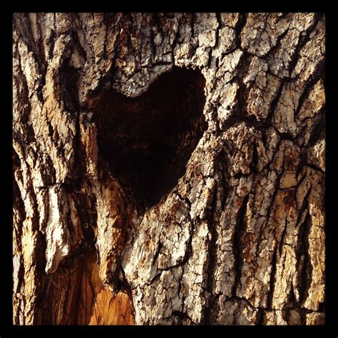 Found This Heart Naturally Carved Into A Tree Right In Front Of My
