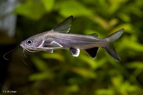 Tete Sea Catfish Hexanematichthys By Don Farrall Ubicaciondepersonas