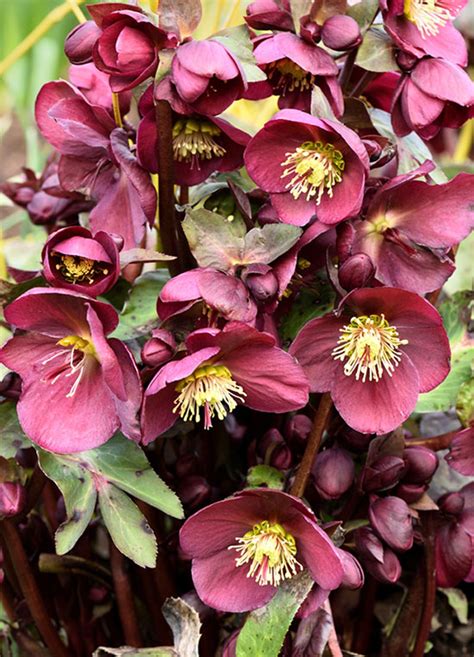 11 Different Types Of Hellebore Photos Garden Lovers Club