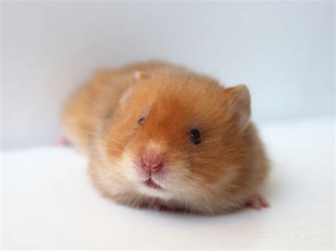 Really Cute Baby Hamsters Wallpapers Gallery