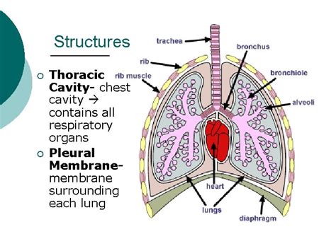 The Respiratory System Structures Thoracic Cavity Chest Cavity