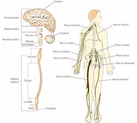 Partes Del Sistema Nervioso Y Su Funcionamiento