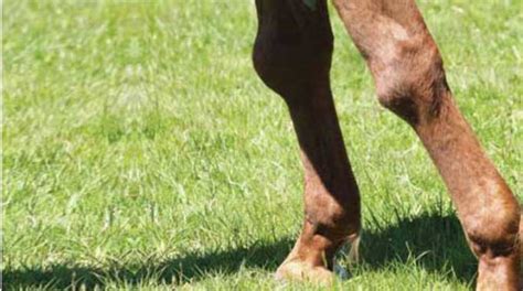 Osteoarthritis In Horses And How To Manage It And Different Solutions