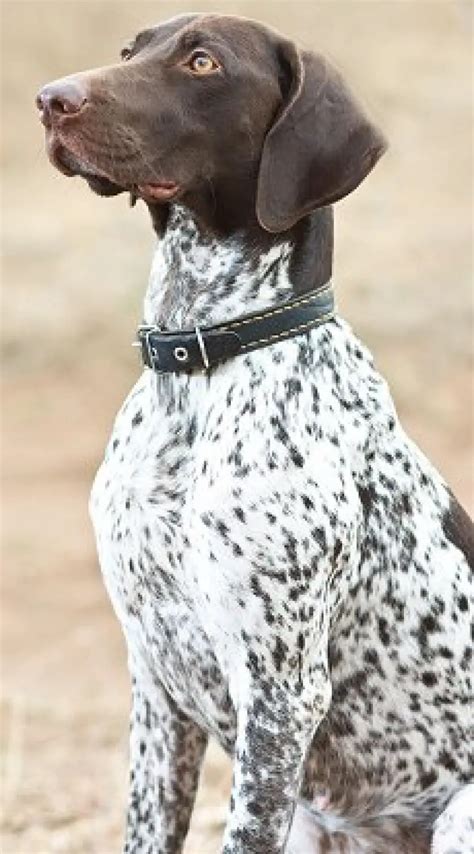 German Shorthaired Pointer Pet Your Dog