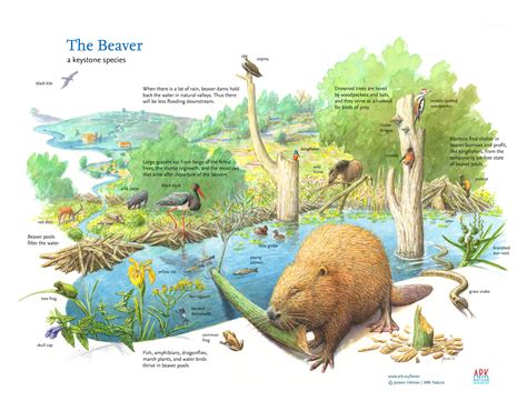 The Benefits Of The Beaver Rewilding Europe
