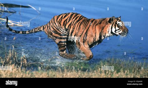 Bengal Tiger Panthera Tigris Tigris Adult Running Through Water Stock