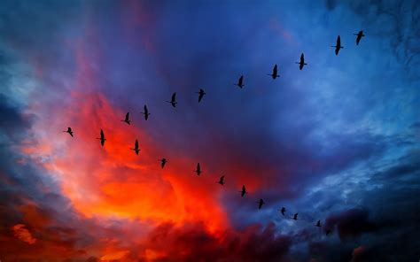 Flock Of Birds Sky Sunset Birds Geese Hd Wallpaper Wallpaper Flare