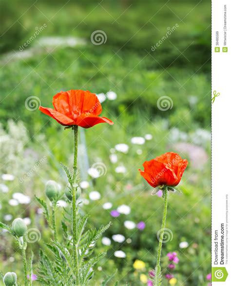 Red Poppy Flower Field Royalty Free Stock Images Image