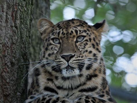 Beautiful Amur Leopard These Big Cats Live In The Russian Birch Forests