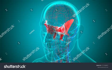 Human Skeleton Skull Sphenoid Bone Anatomy 库存插图 1771958957 Shutterstock