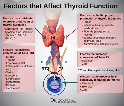 7 Signs Of An Underactive Thyroid