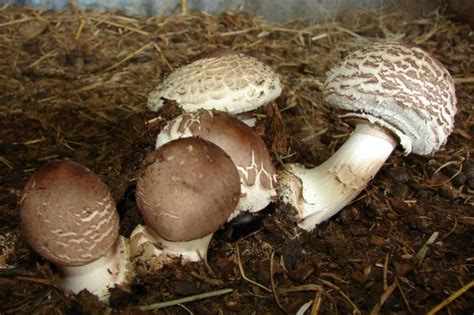 Edible Mushroom Identification Edible Mushroom Hunting And
