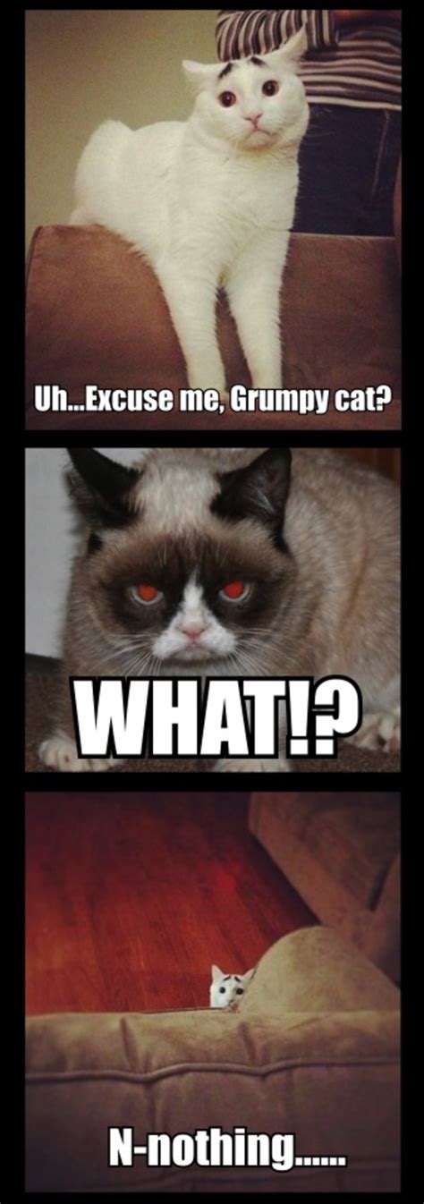 Grumpy Cat Meets Scaredy Cat Grumpy Cat Know Your Meme