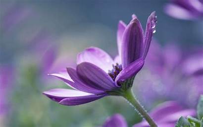 Single Flower Flowers Purple Macro Flowering Plant