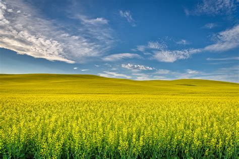 Canola Fields Near Palouse Washington State A Field Of Ra Flickr